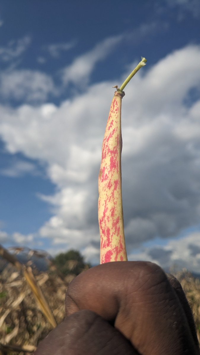 Yanga bingwa