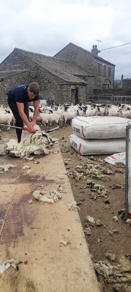 Richard Stockdale (@richardstockda5) on Twitter photo Some early shearing today Some early shearing today