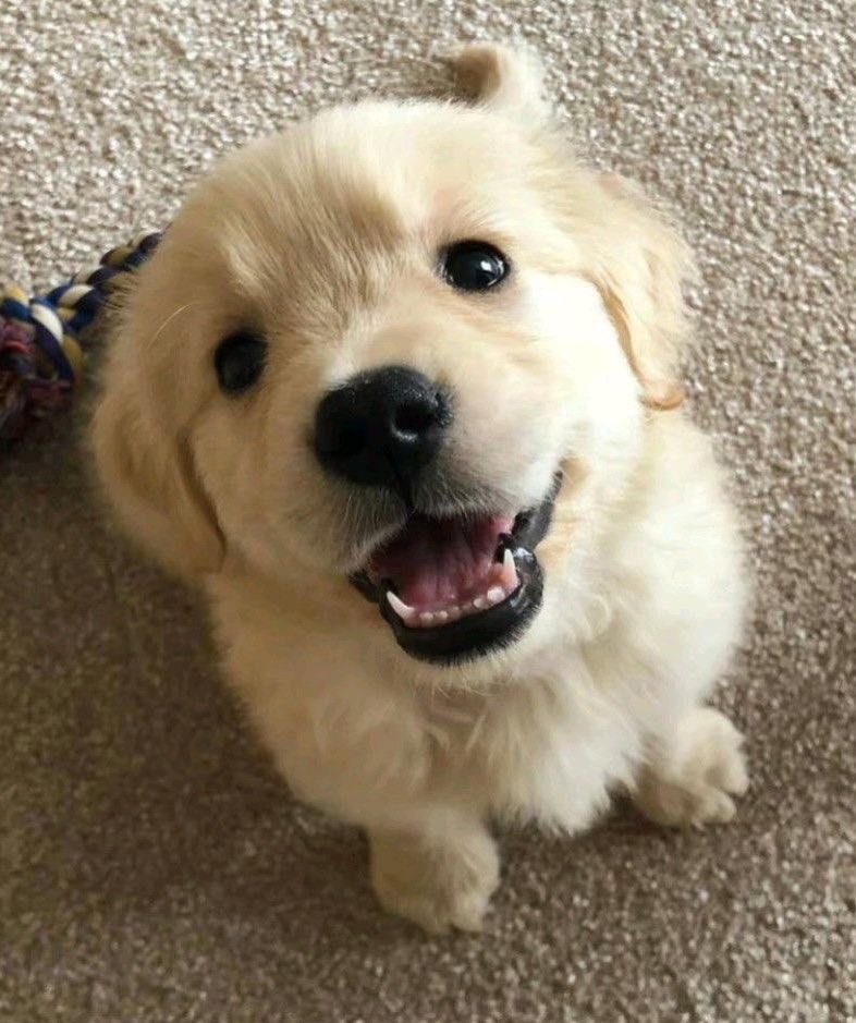 ɢᴀʀғᴇᴇʟ 🐾 tweet media