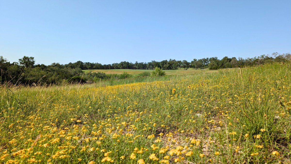 At TPC San Antonio, we proudly support the Audubon Cooperative Sanctuary Program by planting native Texas wildflowers and grasses. These areas boost biodiversity, conserve water, and add natural beauty to our courses. 🌼🐝 #Sustainability #AudubonGolf #TPCSanAntonio