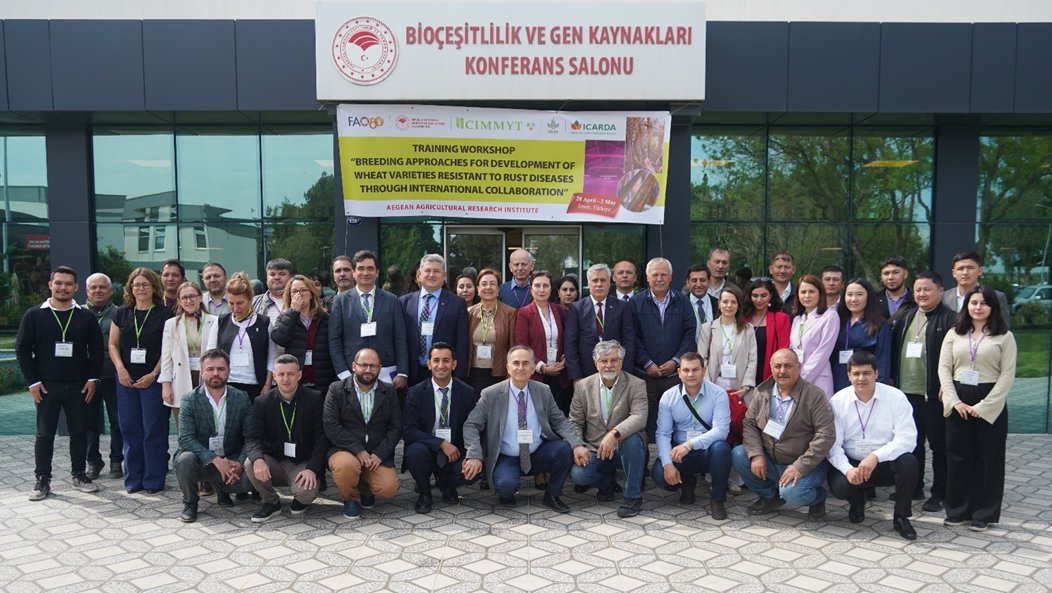 .<a href="/FAO/">Food and Agriculture Organization</a>, <a href="/CIMMYT/">CIMMYT</a> &amp; 🇹🇷 recently held a workshop on advanced breeding techniques to combat wheat rust diseases. <a href="/Beyhanakin1/">Beyhan_akin</a>, senior breeding scientist #CIMMYT, stressed that 140 disease-resistant varieties were released  in Central Asia &amp; the Caucasus. bit.ly/4jHXz1A