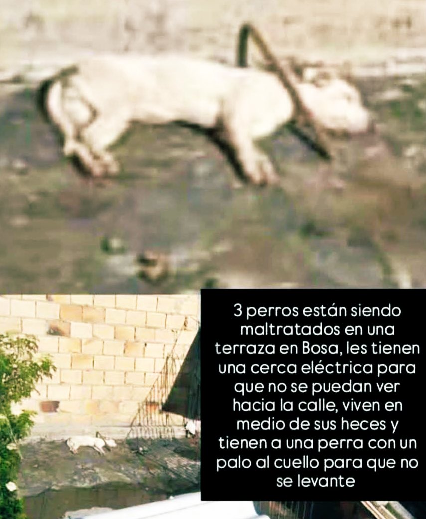 Andrea Padilla Villarraga🐆 (@andreanimalidad) on Twitter photo 🚨 Ayer informamos al <a href="/AnimalesBOG/">Protección Animal Bogotá</a> de este caso que nos dió a conocer la comunidad. Nos dicen que está en agenda prioritaria. ¡Ojo! El caso no había sido denunciando formalmente. Es importante hacerlo 🙏🏻 #LeyAngel ¡Gracias a quienes siempre están 🪰 por los animales! 🚨 Ayer informamos al <a href="/AnimalesBOG/">Protección Animal Bogotá</a> de este caso que nos dió a conocer la comunidad. Nos dicen que está en agenda prioritaria. ¡Ojo! El caso no había sido denunciando formalmente. Es importante hacerlo 🙏🏻 #LeyAngel ¡Gracias a quienes siempre están 🪰 por los animales!