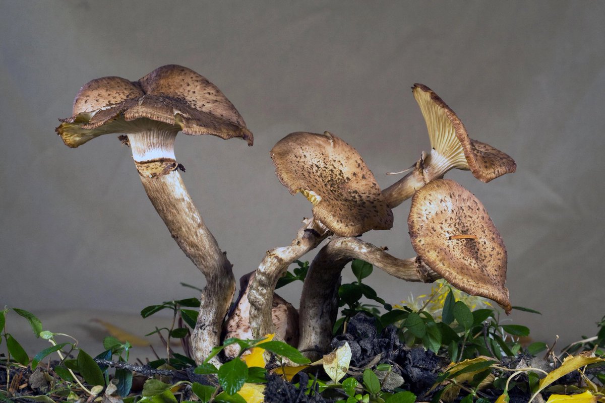 PohMushroomLab's tweet photo. Thread:
Top 5 Oldest Mushrooms on Earth
These ancient fungi have outlived empires, ice ages, and even dinosaurs.

Let’s take a trip through fungal history:

1.Armillaria ostoyae (Honey Mushroom)
Age: Estimated over 2,500 years
Found in Oregon, USA.
This giant underground network spans 3.4 miles and weighs 400 tons. It’s technically the largest and oldest living organism on Earth.