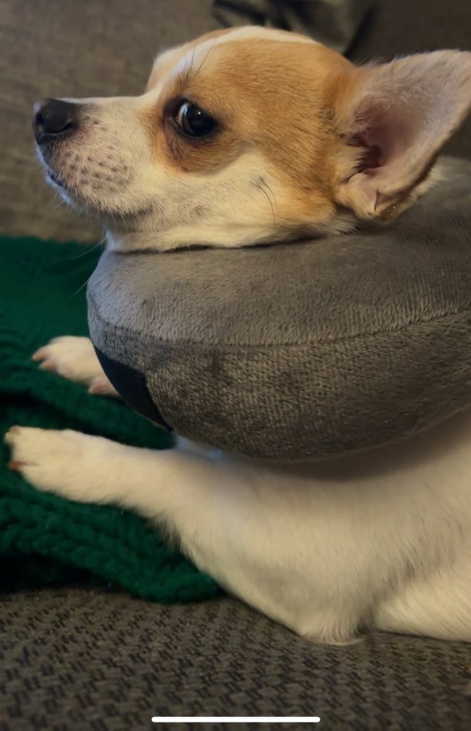 i’m normal tweet media