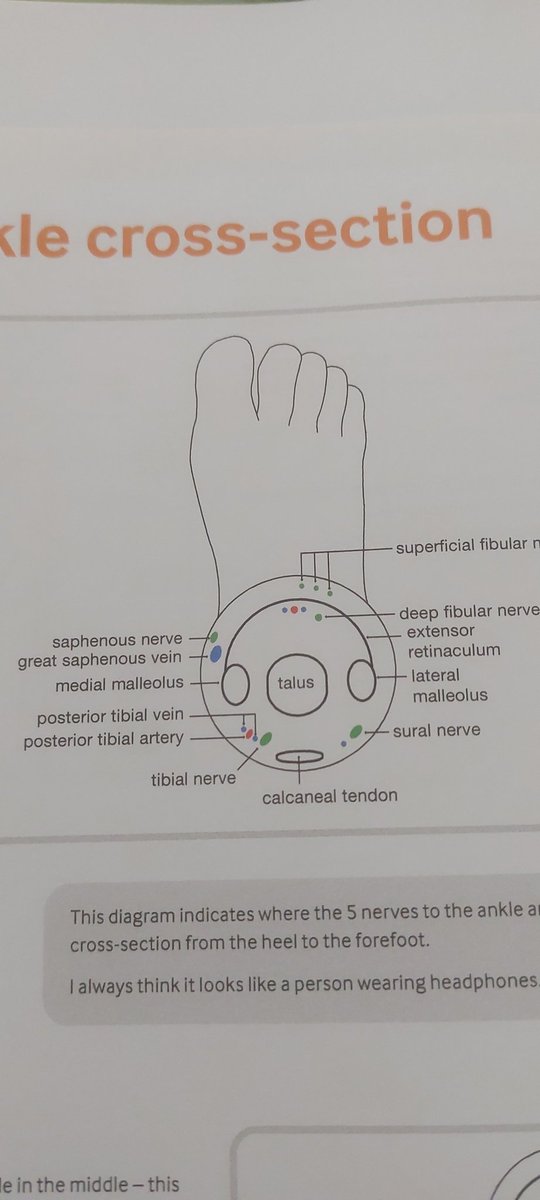 Ankle block, rmeebr a man with headphones for the image
5 nerves,  easy to find 🙄 
#rauk25 #block #anatomy #qdafms #frca #anaesthesia #anesthesiology