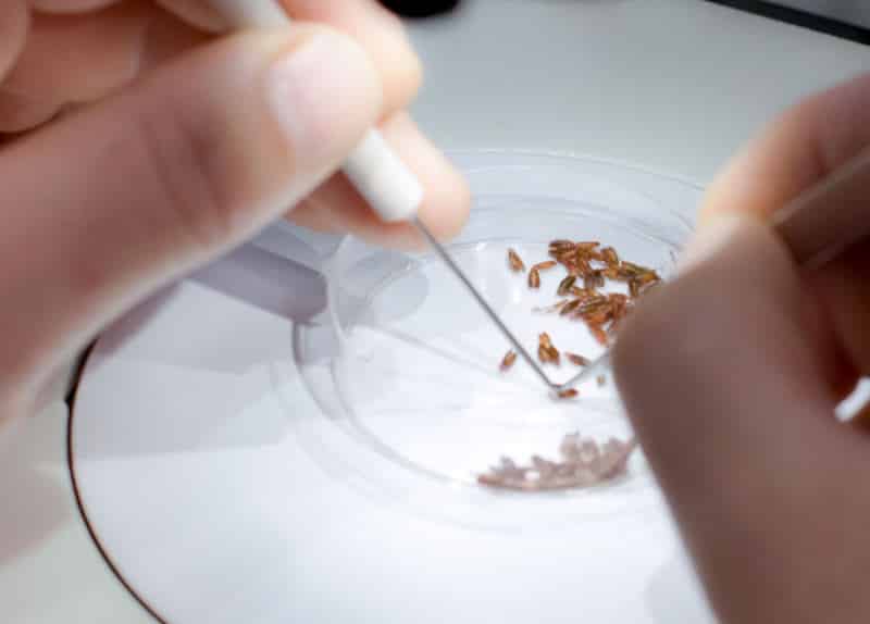Seed World Canada (@seedworldcan) on Twitter photo With germination rates swinging from 100% to 25%, seed quality is a gamble without testing, says Holly Gelech of <a href="/Seed_Testing/">SGS Crop Science - Canada</a>. 🎯 Make the right call. Work with SGS – when you need to be sure. 🌱 hubs.li/Q03lhkr50 With germination rates swinging from 100% to 25%, seed quality is a gamble without testing, says Holly Gelech of <a href="/Seed_Testing/">SGS Crop Science - Canada</a>. 🎯 Make the right call. Work with SGS – when you need to be sure. 🌱 hubs.li/Q03lhkr50