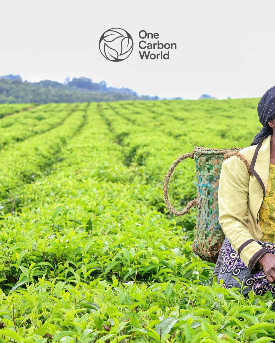 🌍 🌱 Agriculture is the backbone of many African economies, but it is highly vulnerable to climate change. Rising temperatures, droughts, and unpredictable rainfall patterns are threatening food production. Regenerative agriculture can offer an innovative solution to this issue!