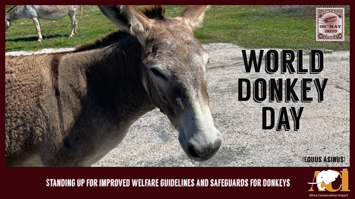 World Donkey Day, celebrated on May 8th annually, is a time to honor the hardworking and enduring donkey. The day is also meant to raise awareness about their welfare and advocate for their humane treatment worldwide.