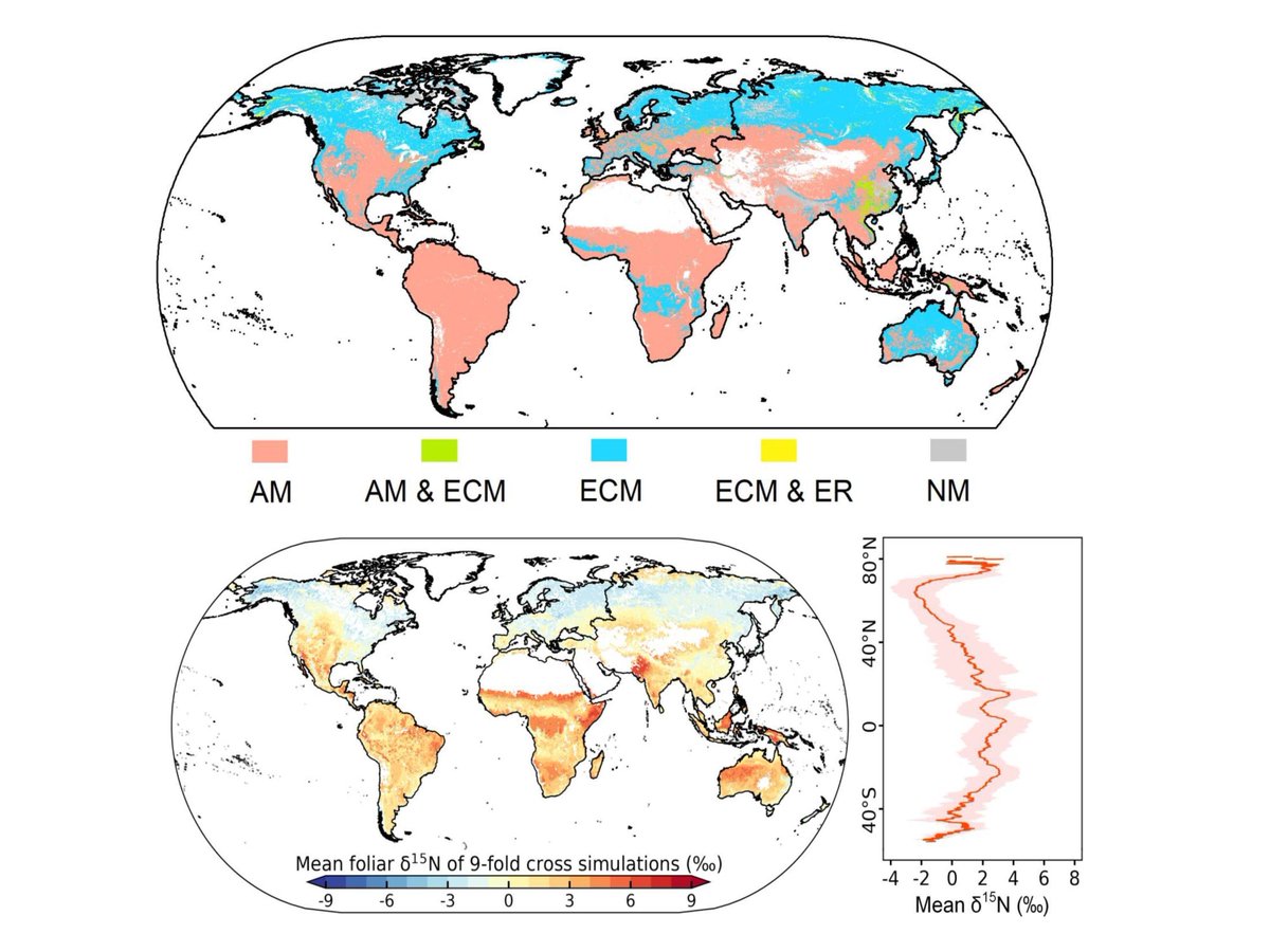 🍃The leaf δ15N value serves as an indicator of plant-available nitrogen, and this latest research reveals that the mycorrhizal status of dominant plants significantly influences the availability of nitrogen to plants!👇#plantecology
buff.ly/MsCI1Gf