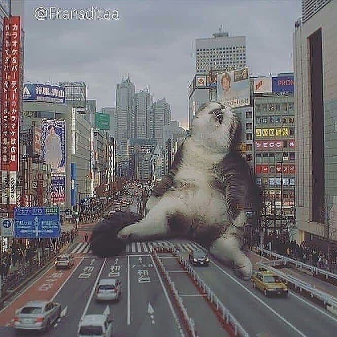 Punch Cat (@punchingcat) on Twitter photo 