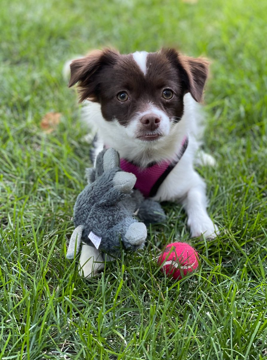 Happy #NationalPetWeek to Captain Flint, Bandit, and furry friends across Colorado!