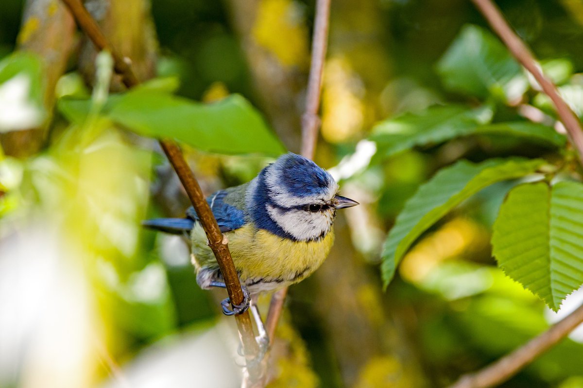 It’s #NationalHedgerowWeek, time to protect all our hedgerows, wherever they are.

One year on from key protections being restored for England’s farm hedgerows, there’s still more to do 🧵