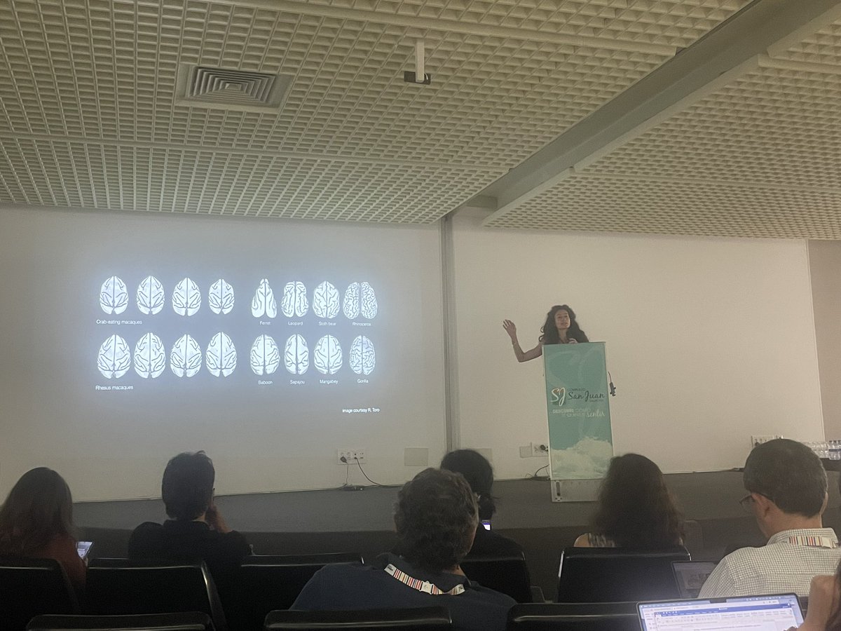 Dr. Carmen Falcone (@carmenfalcone6) on Twitter photo <a href="/katjaQheuer/">katja heuer🦋k4tj4.bsky.social🐘k4tj4@mstdn.social</a>’s talk left me speechless: a great study on how mechanical forces can shape the evolution of brain morphology (70 primate species,impressive computational models and validation from development!). 👏👏👏
Also, so glad you to finally meet Katja in person!
#ECCN2025 <a href="/katjaQheuer/">katja heuer🦋k4tj4.bsky.social🐘k4tj4@mstdn.social</a>’s talk left me speechless: a great study on how mechanical forces can shape the evolution of brain morphology (70 primate species,impressive computational models and validation from development!). 👏👏👏
Also, so glad you to finally meet Katja in person!
#ECCN2025
