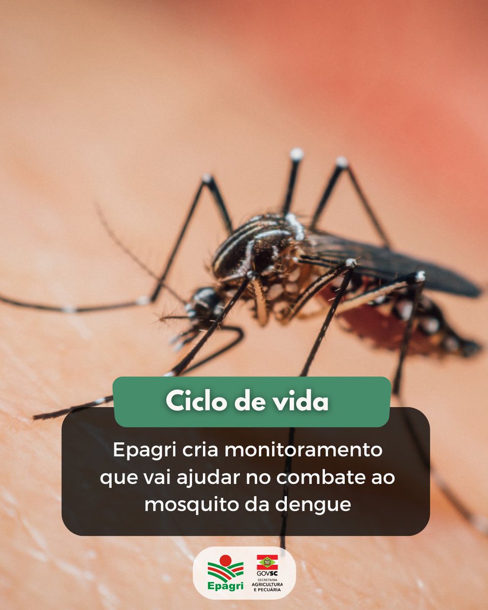 🦟Estamos de olho no ciclo de vida do mosquito Aedes aegypti!

⚠️Nossa plataforma Agroconnect informa o número de dias que o inseto leva para se desenvolver e o número de gerações, com base na temperatura, em cada região de SC.

Leia: x.gd/BWHjk

#dengue