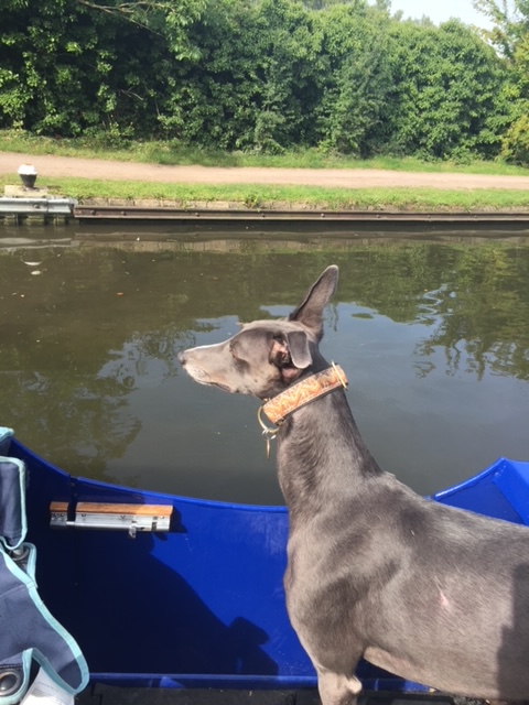 A blog for VE day - from the 75th Anniversay celebrations and the virtual BCN Challenge in 2020.

ideal-reader.blog/2025/05/08/ve-…