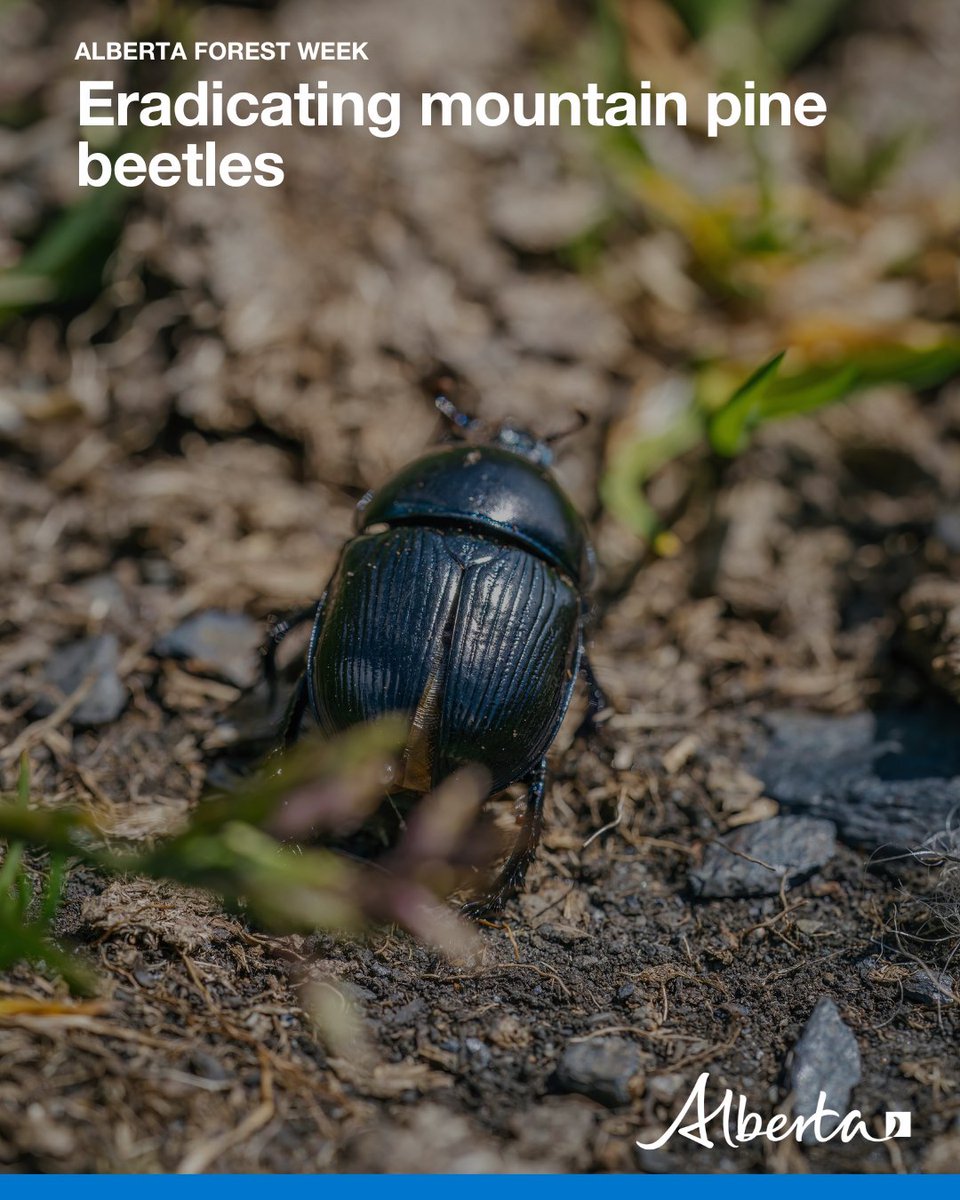 During Alberta Forest Week, we’re recognizing a major achievement -- the end of the mountain pine beetle outbreak. Thanks to the hard work of forest experts in both government and industry, the outbreak was declared endemic last year. alberta.ca/alberta-forest…