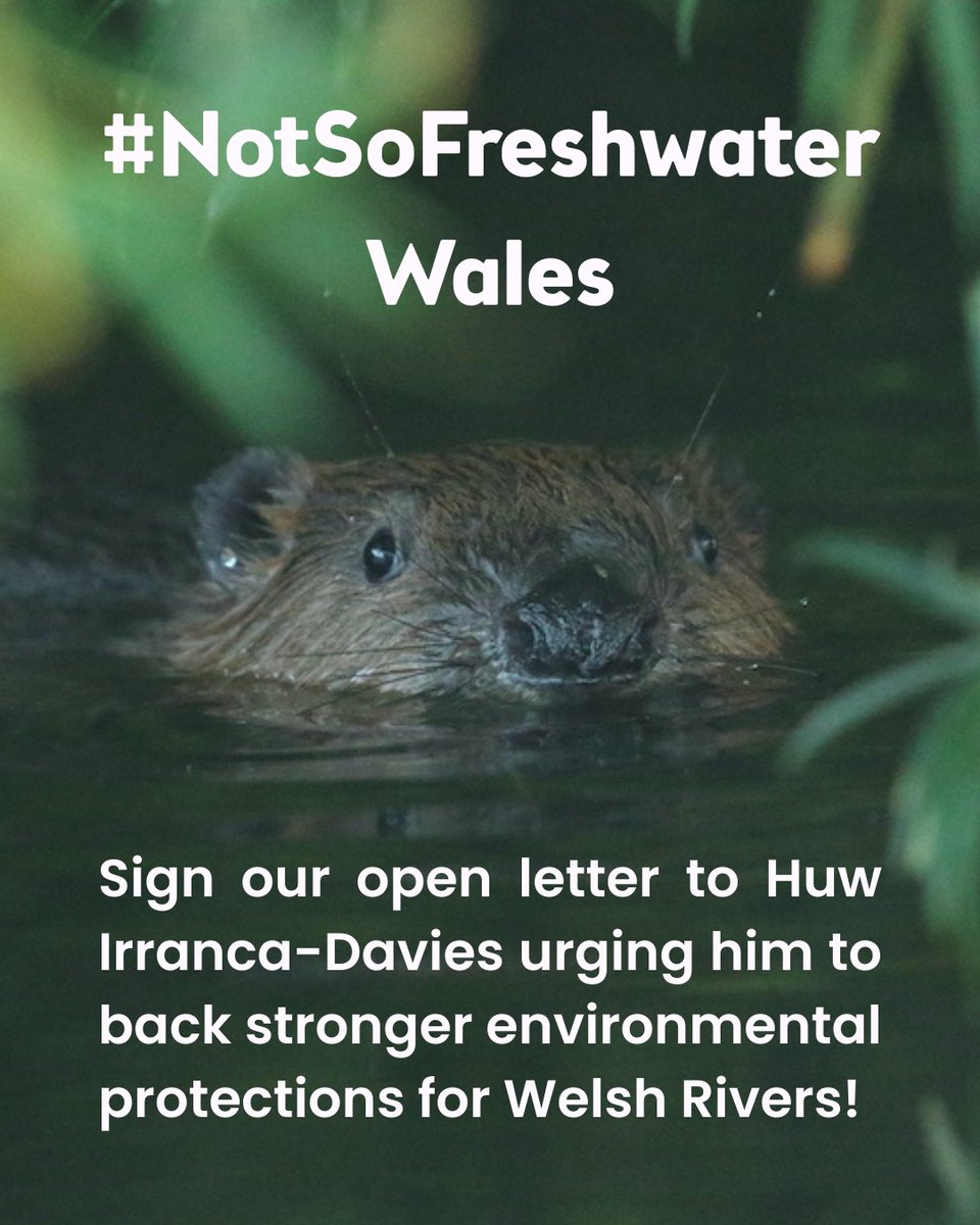 UK Youth for Nature (@ukyouth4nature) on Twitter photo This week's beaver sightings on the #RiverDyfi show how important it is to protect Welsh rivers! Sign our open letter to <a href="/huw4ogmore/">Huw Irranca-Davies</a>, asking for a stronger Sustainable Farming Initiative to support farmers and nature:
win.newmode.net/ukyouthfornatu…
photo @joshuaharriswildlife
This week's beaver sightings on the #RiverDyfi show how important it is to protect Welsh rivers! Sign our open letter to <a href="/huw4ogmore/">Huw Irranca-Davies</a>, asking for a stronger Sustainable Farming Initiative to support farmers and nature:
win.newmode.net/ukyouthfornatu…
photo @joshuaharriswildlife
