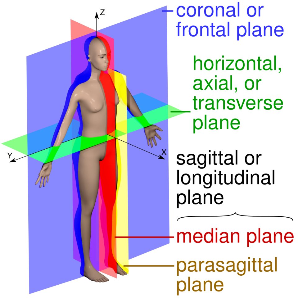 Anatomical planes and their other names:

Frontal or Coronal plane
Axial or Horizontal or Transverse plane
Longitudinal or Sagittal plane