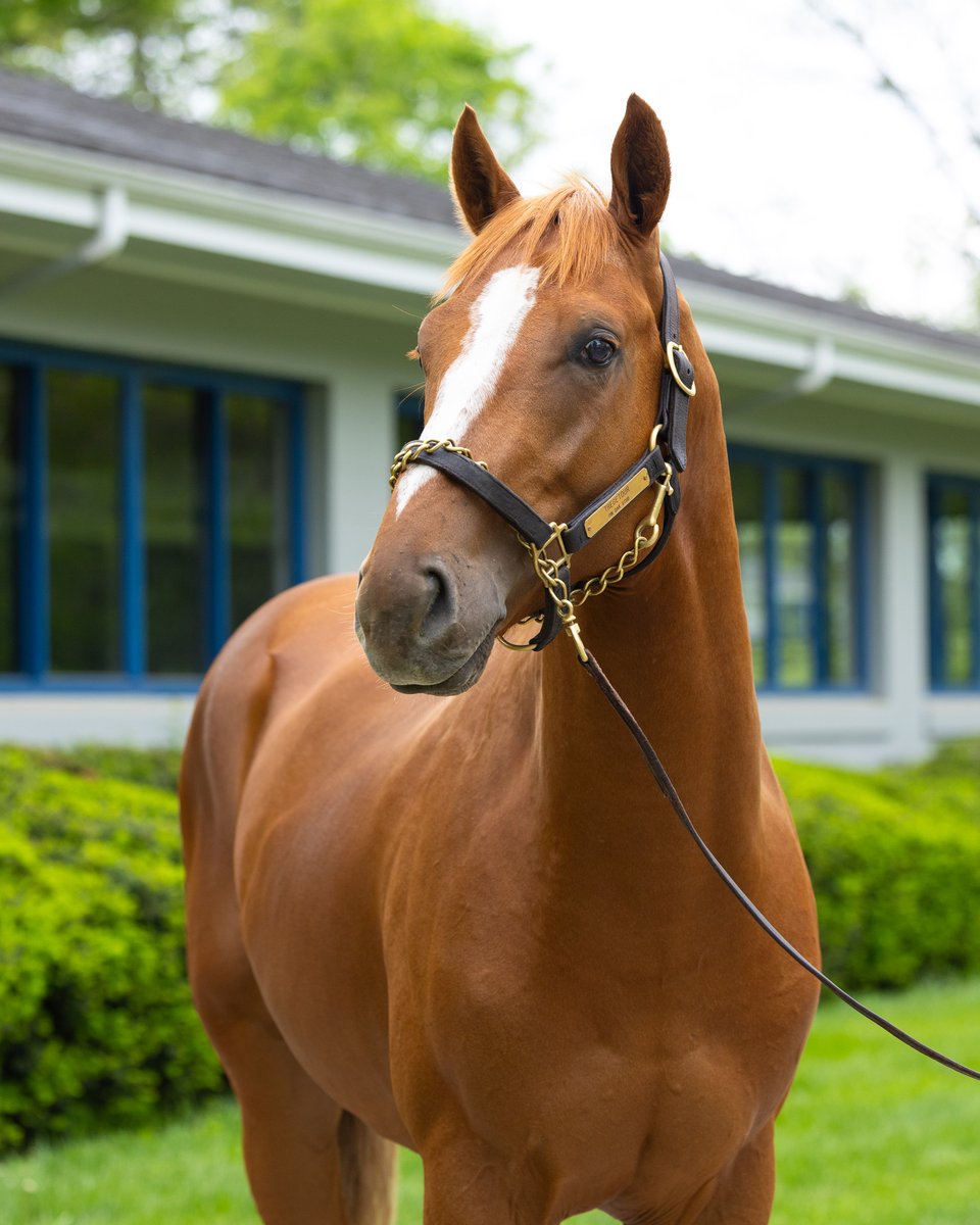 Pin Oak Stud (@pinoakstud) on Twitter photo Our second pair of 2-year-olds graduated yesterday 🎓
Tregetour 🪄 (Good Magic - Miss Sammy) and Incredibolt ⚡️ (Bolt d'Oro - Sapphire Spitfire) joined <a href="/Riley_Mott/">Riley Mott</a>'s barn at <a href="/ChurchillDowns/">Churchill Downs</a> Our second pair of 2-year-olds graduated yesterday 🎓
Tregetour 🪄 (Good Magic - Miss Sammy) and Incredibolt ⚡️ (Bolt d'Oro - Sapphire Spitfire) joined <a href="/Riley_Mott/">Riley Mott</a>'s barn at <a href="/ChurchillDowns/">Churchill Downs</a>