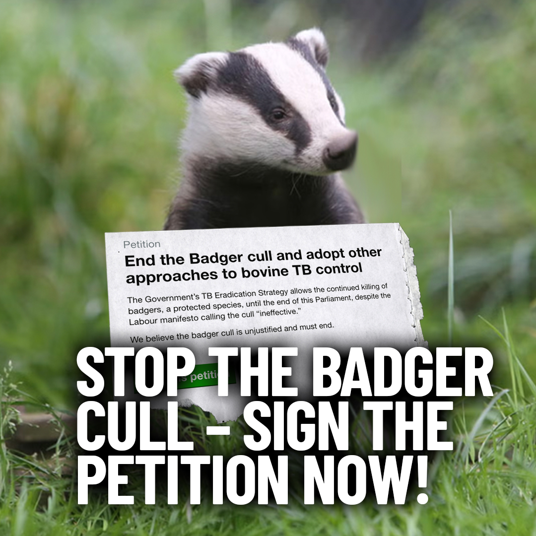 The cull isn't controlling bovine TB. It’s killing innocent wildlife to please lobbyists. This country should be ashamed. Demand better. 

Sign 👉 petition.parliament.uk/petitions/7003…