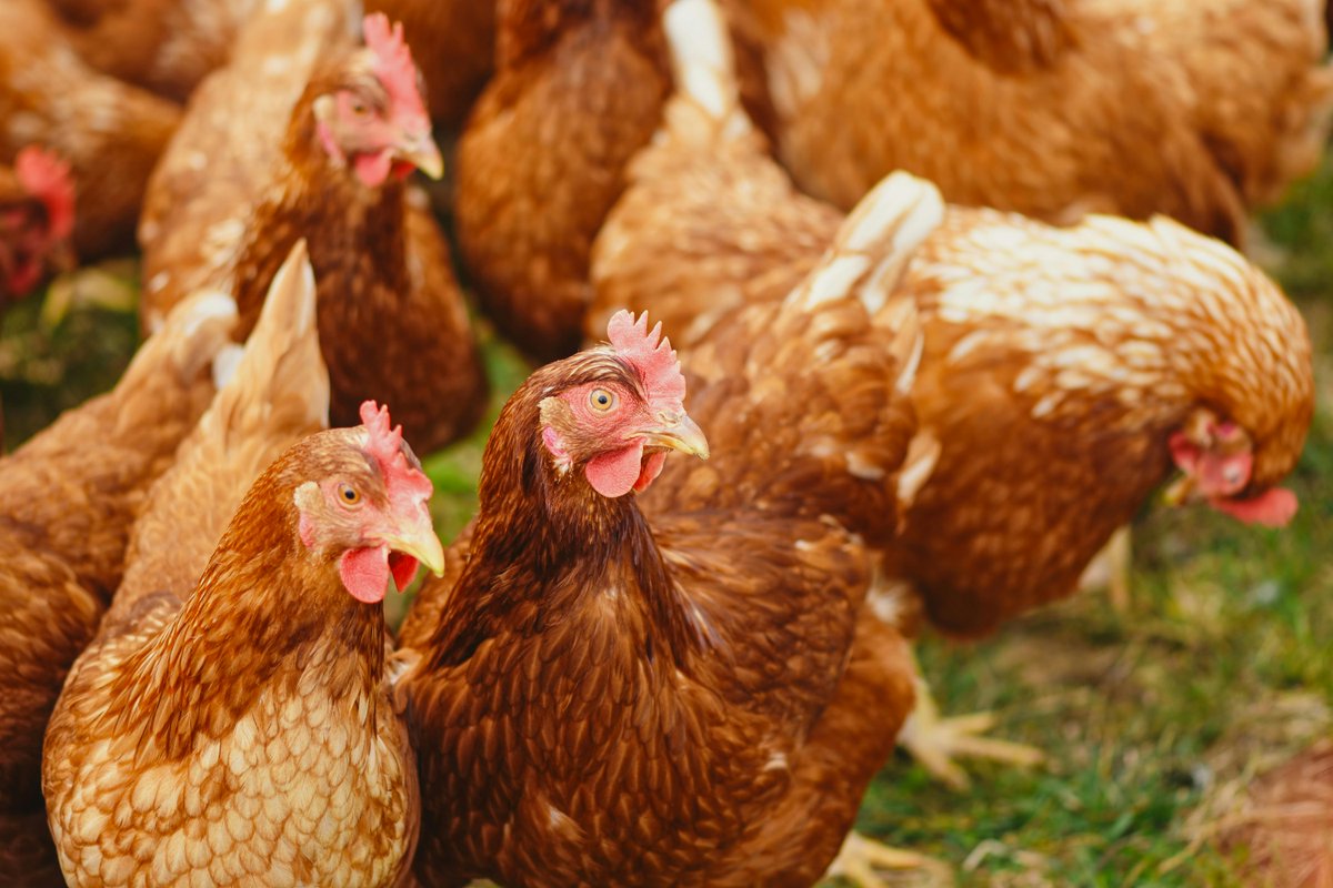 Our UMN vet students are fighting against bird flu as egg prices reach an all-time high. Read more about Dr. Laura Molgaard, Dean, UMN CVM's feature in CBS News here: z.umn.edu/afsq 🥚