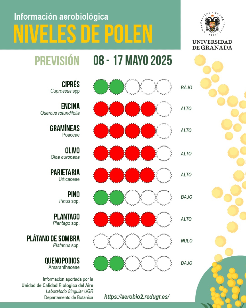 #InformePolenugr Previsión del 8 al 17 de mayo

🔴 El riesgo de alergia respiratoria en esta semana es muy alta al coincidir las floraciones de multitud de plantas alérgenas

🟢 Ciprés y quenopodios mantienen niveles bajos de polen

Informe completo 👉🏻 sl.ugr.es/InformePolenUG…