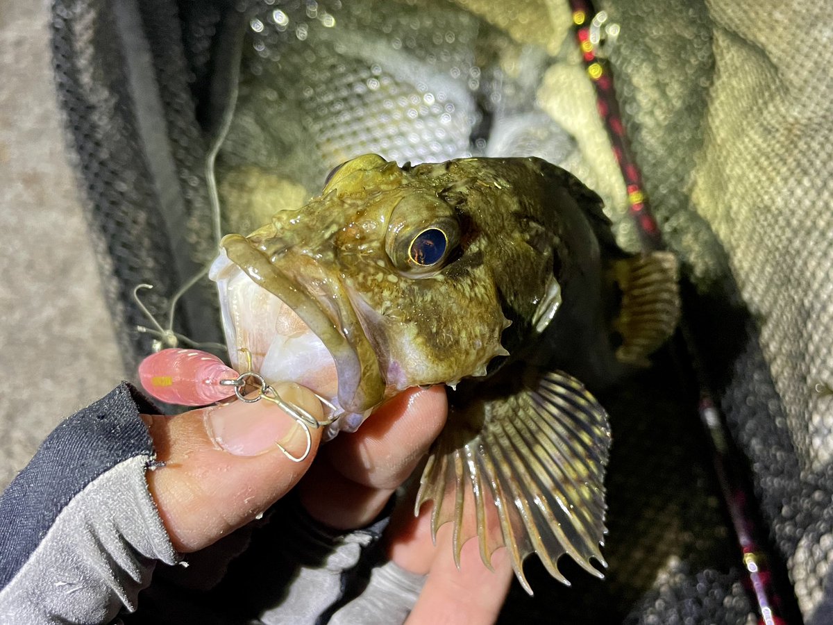 根魚一番 ルートZX mini ＃｜オンラインカタログ internet DO【株式