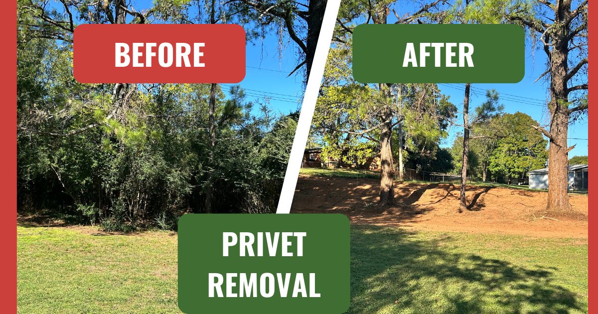 RobBeene's tweet image. 🚜 Invasive Removal Isn’t Land Clearing.
It’s Land Improvement.

What happens when you remove only the invasive species…

🍃 The natives come back.
🦌 The wildlife returns.
🌳 The forest gets healthier 

If you are in the Huntsville area let us know, maybe we can help.
