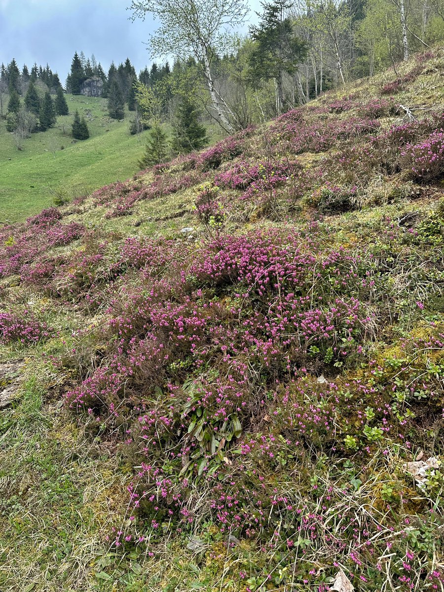 The weather held up for us hiking in Les Diablerets - so nice to get some fresh air and be surrounded by this landscape! 🙏🏼🏔️🥾