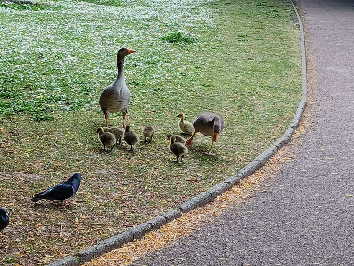 Orpington Police (@mpsorpington) on Twitter photo The Teams PCSO's are out conducting after School Patrols of Priory Gardens to deter youth with Catapults from harming the residing Wildlife <a href="/MPSOrpington/">Orpington Police</a>
<a href="/MPSBromley/">South Area - Bromley MPS</a> The Teams PCSO's are out conducting after School Patrols of Priory Gardens to deter youth with Catapults from harming the residing Wildlife <a href="/MPSOrpington/">Orpington Police</a>
<a href="/MPSBromley/">South Area - Bromley MPS</a>