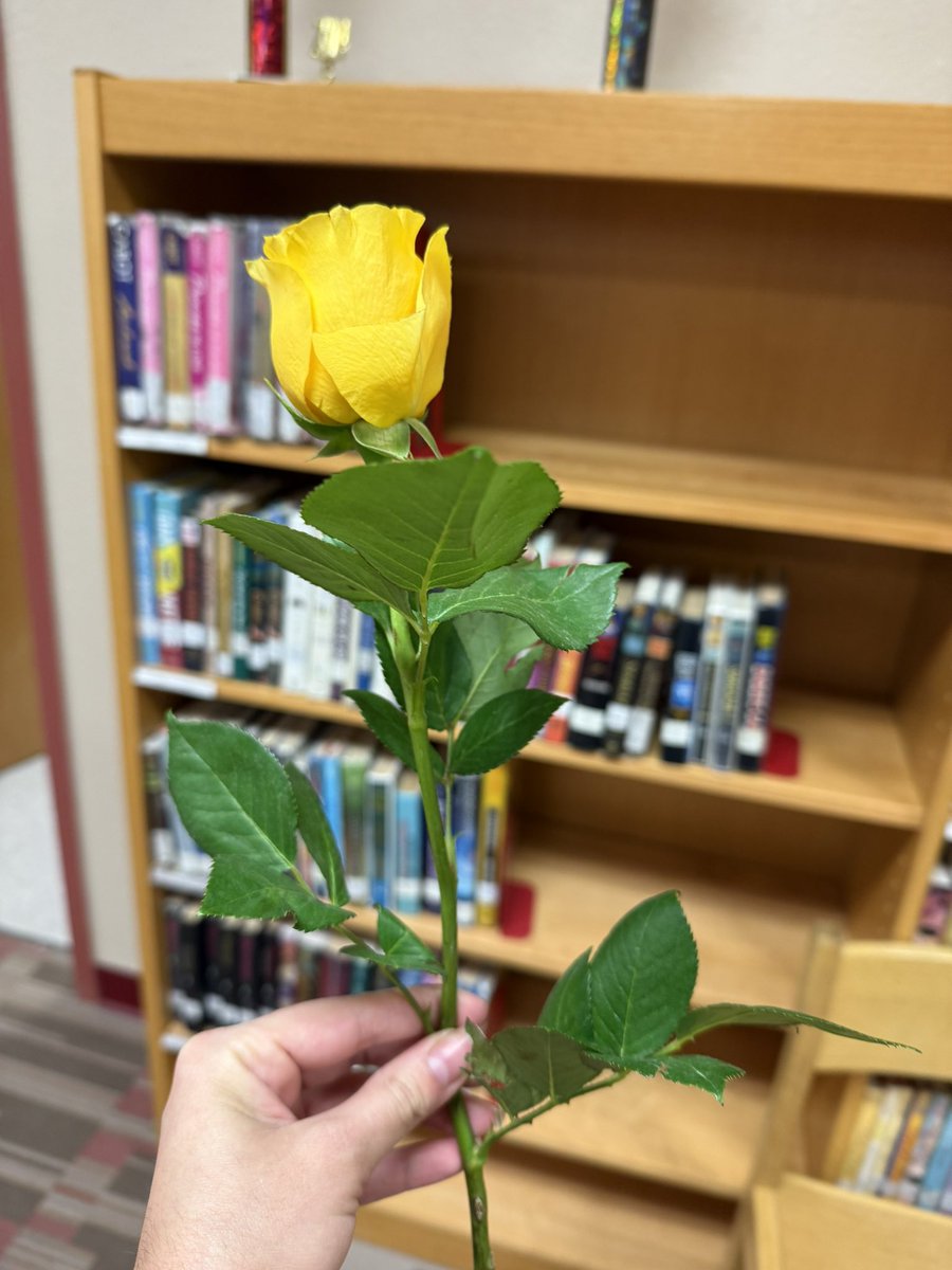 Someone left a yellow rose for me today. No note, just quiet beauty between the pages. Whoever you are…thank you.
