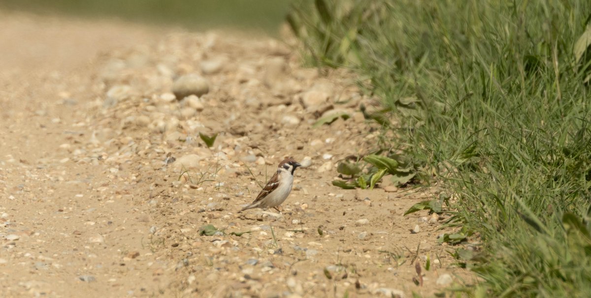 Target sps achieve today in East Sussex - Tree Sparrow.
Also this week around Sussex, Iceland Gull, Turtle Dove, Purple Sandpipers plus many warblers, Hobbies etc.