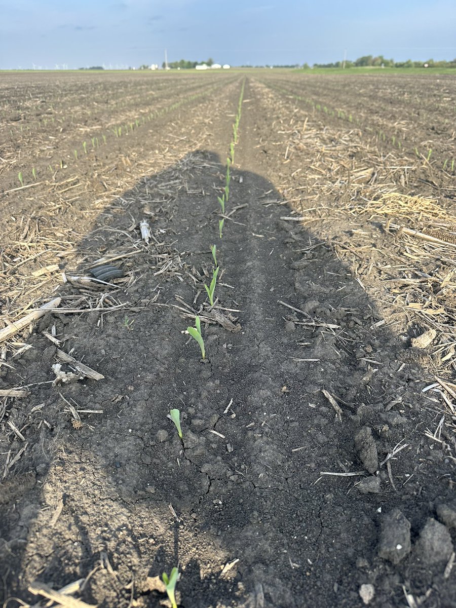 Checking out our plot at Fairbury, Illinois.  Planted April 26th. 117 GDUs so far. Emergence looks great.  Planted at 36,000 and consistently came up with 35,000