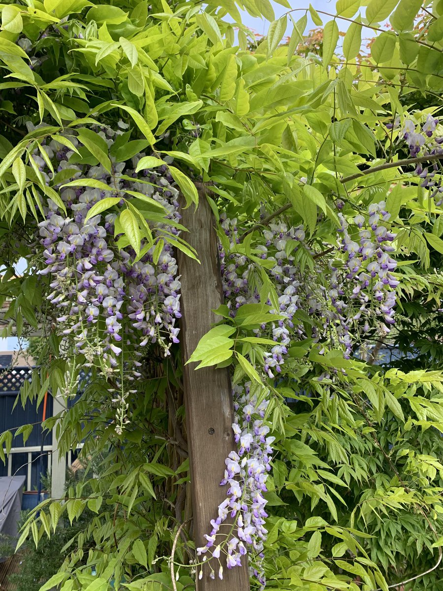 kimlam07's tweet image. So thrilled with my wisteria after years of not flowering 🤩#wisteria #spring