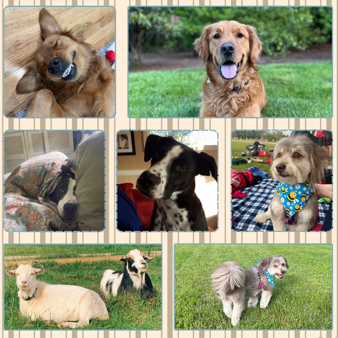 Happy National Pet Week #OR06! 🐾

In honor of this week, I wanted to share a photo of my dog, Cooper, and some of my staff’s pets 🐶🐱 (1/2)