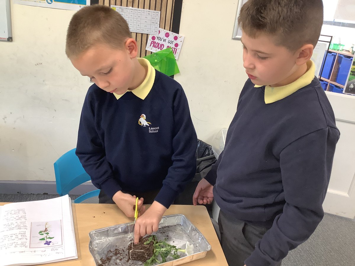 LancotSchool's tweet image. Year 3 have been exploring the parts of a flowering plant and their functions this week. Pupils showed fantastic teamwork and curiosity throughout! #ScienceLearning #WorkingTogether #Year3