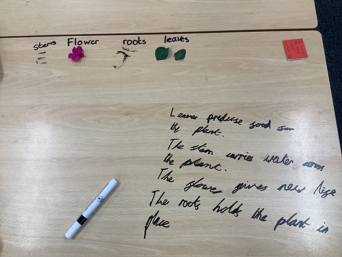 LancotSchool's tweet image. Year 3 have been exploring the parts of a flowering plant and their functions this week. Pupils showed fantastic teamwork and curiosity throughout! #ScienceLearning #WorkingTogether #Year3