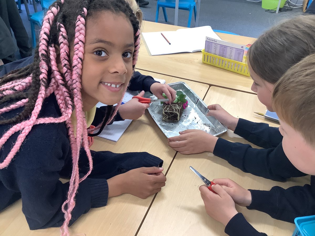 LancotSchool's tweet image. Year 3 have been exploring the parts of a flowering plant and their functions this week. Pupils showed fantastic teamwork and curiosity throughout! #ScienceLearning #WorkingTogether #Year3