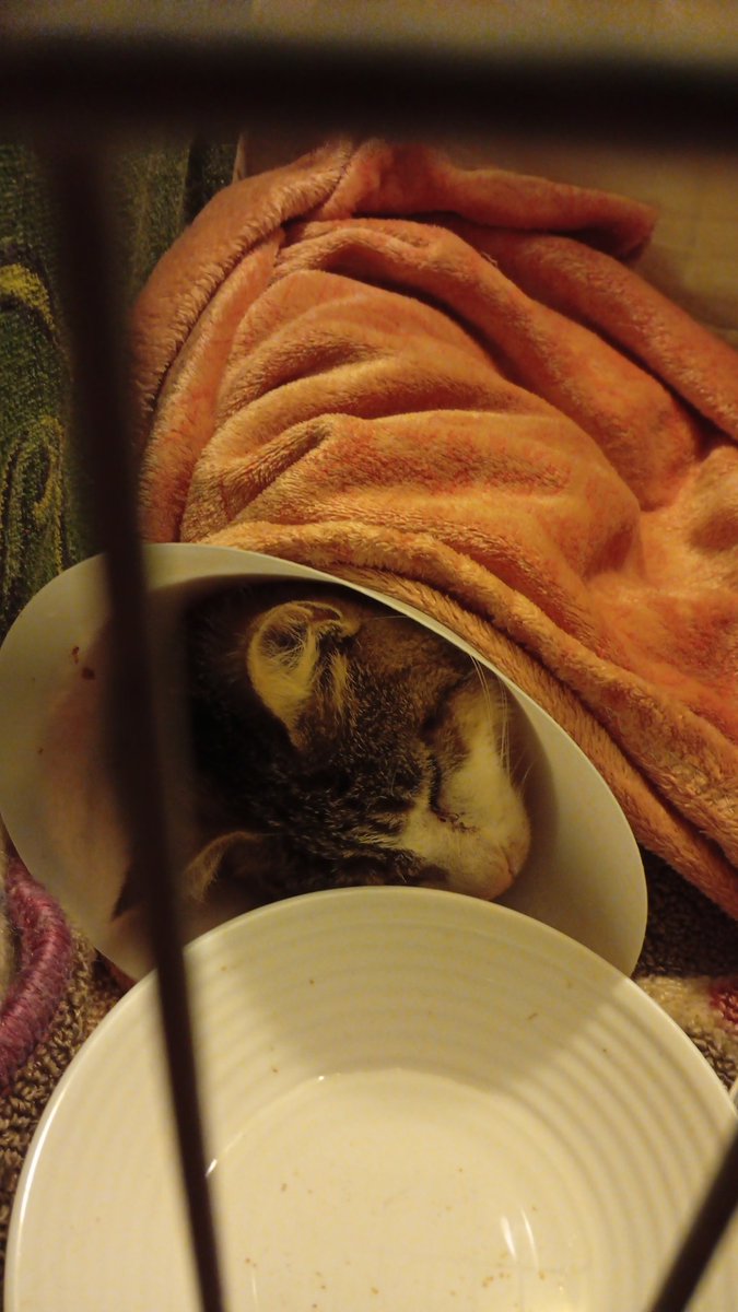 Buonanotte da Fiore ❤️