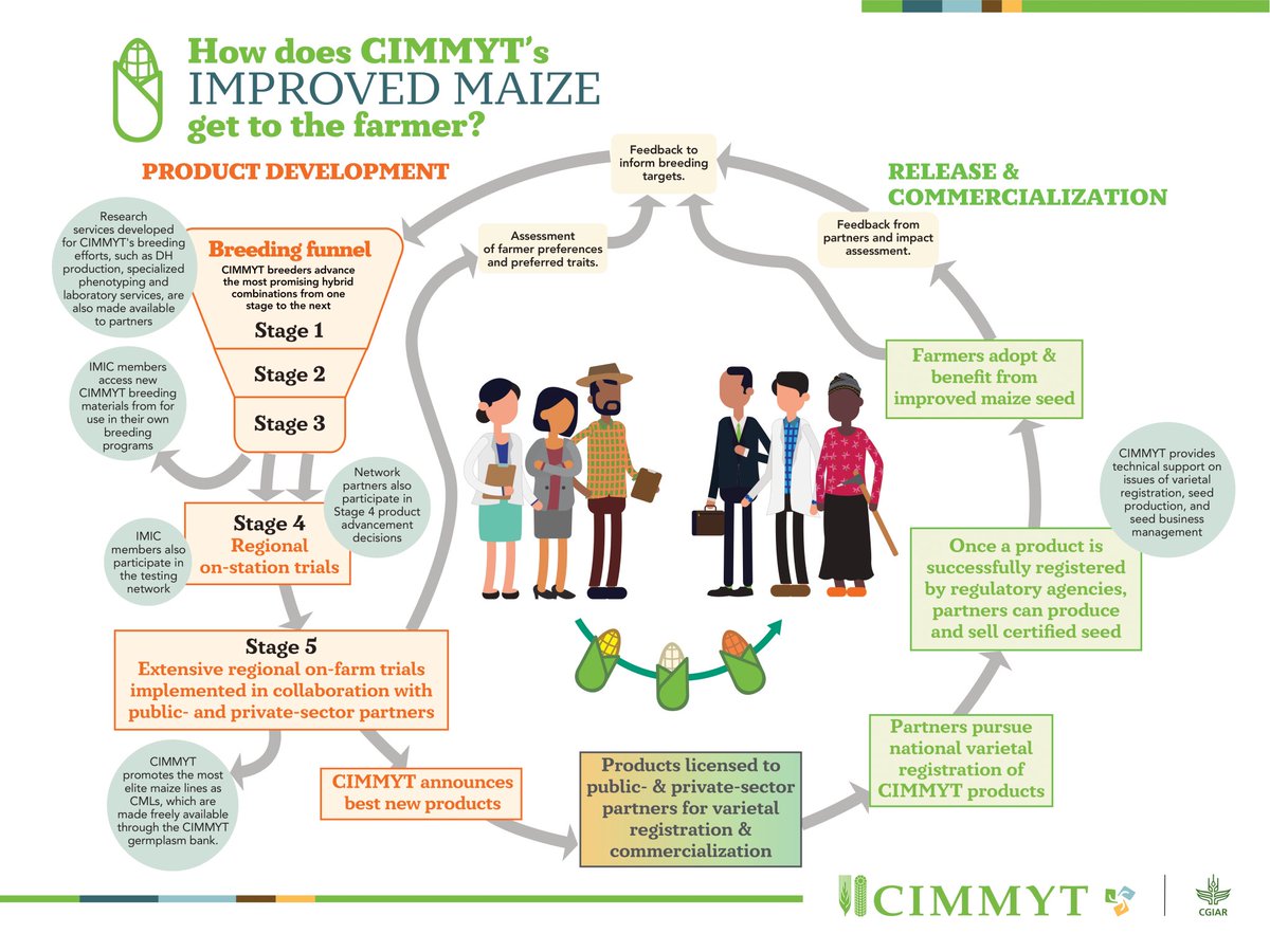 🌽 #CIMMYT has released 7 new tropical #maizehybrids for #EasternAfrica—high-yielding, drought-tolerant, and disease-resistant. Now open for licensing.
📌Apply by 14 May 2025: bit.ly/3F52bji

#MaizeHybrids #SeedSystems #FoodSecurity #AgInnovation