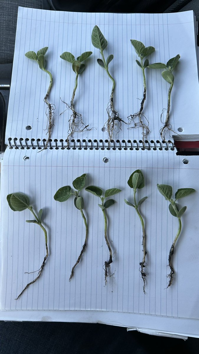 New seed treatment from Syngenta on top.  🤞Hoping for registration soon.