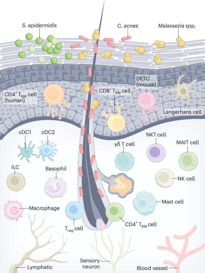 Waggoner Lab (@labwaggoner) on Twitter photo Review <a href="/NatImmunol/">Nature Immunology</a> <a href="/PiroozZareie/">Pirooz Zareie</a> <a href="/LMackayLab/">Mackay Lab</a>
Cutaneous T cell immunity
nature.com/articles/s4159⦠Review <a href="/NatImmunol/">Nature Immunology</a> <a href="/PiroozZareie/">Pirooz Zareie</a> <a href="/LMackayLab/">Mackay Lab</a>
Cutaneous T cell immunity
nature.com/articles/s4159ā¦