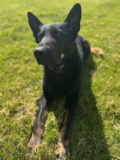 Following line of duty injuries, PSD Rebel is at home resting and recovering. We would like to thank all those who cared for him at the vet and all those who sent well wishes #IPDS 🐾