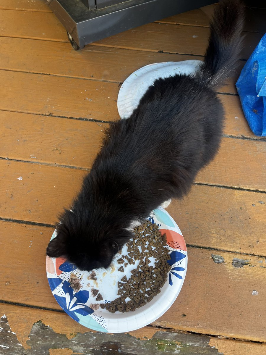 Mitch Lefty 😺🐶🐾 tweet media