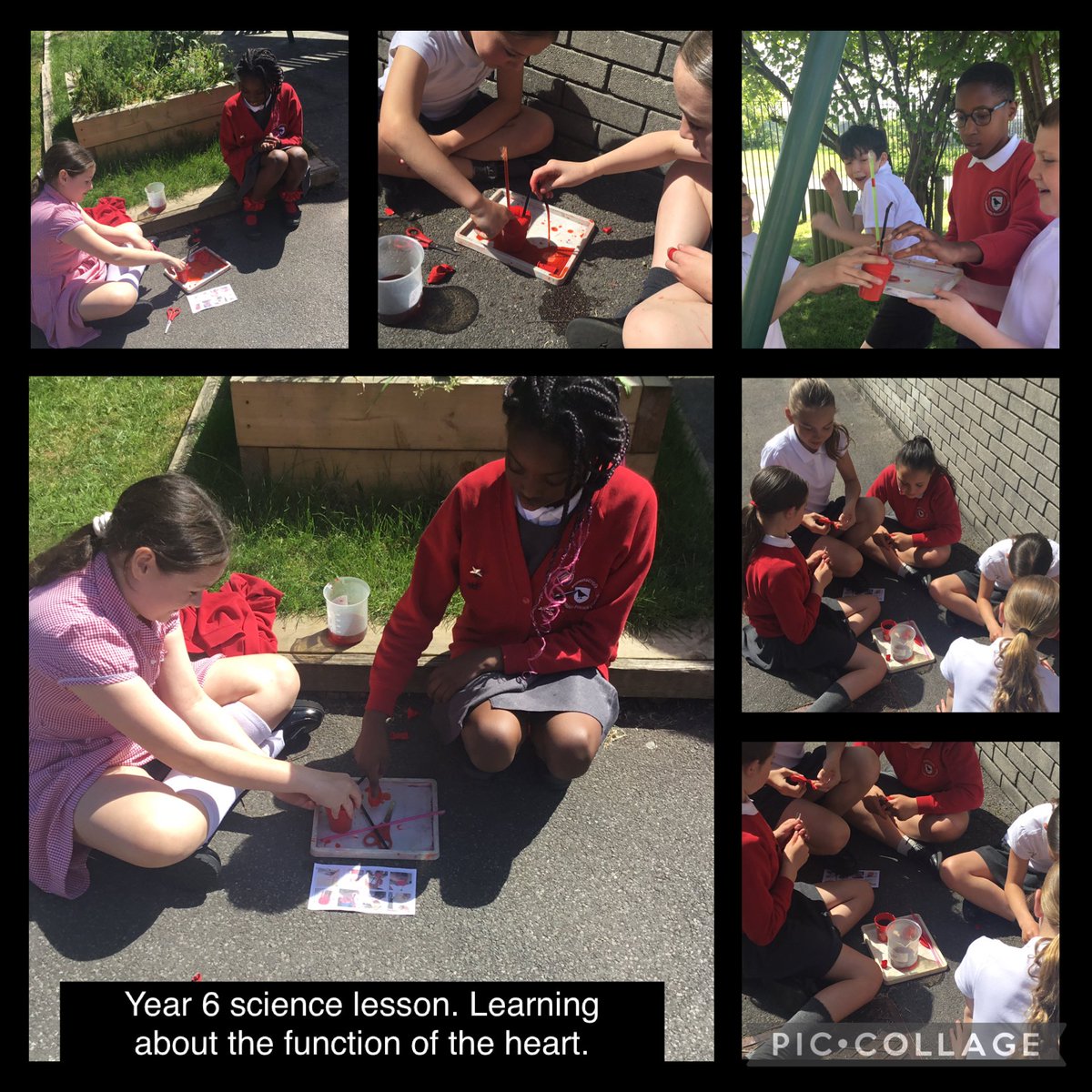 RavenscroftCP's tweet image. Year 6 loved their hands-on science lesson this week, learning about the function of the heart. 🩸#PracticalScience #LoveLearning