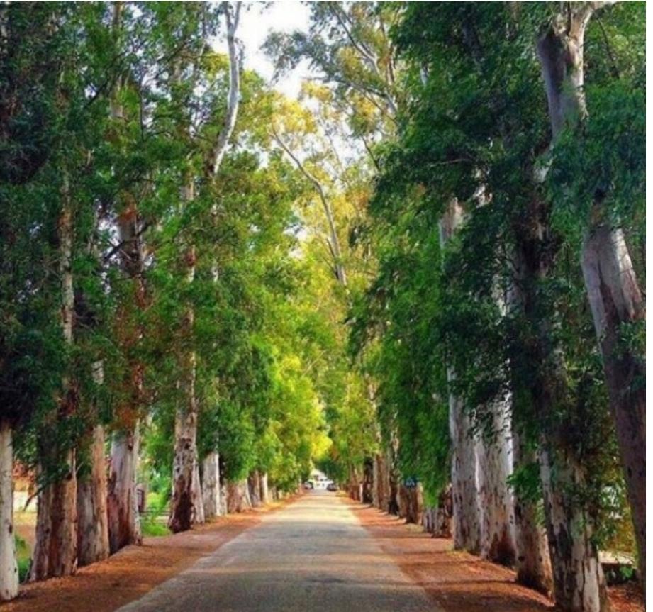 Başka bir boyutta 
☆Yolun Rüyası☆

Otobüs dağdan uçarcasına iner,  
Sarp yokuşlarda rüzgârın sesi diner.  
Bir düşüncedir kavrar beni,  
İstanbul’un soğuk, ıssız gecesi,  
Sanayi mahallelerinde gezinen bir hayal,  
Fabrika ışıkları, titrer uzakta bir masal.  

Kıskanırım gece