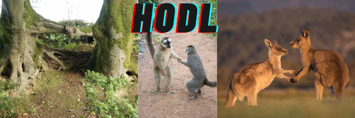 NotSpikeG's tweet image. YOU HODL I HODL 2QuVrbFkTERyMfdp5yaeykiK1NbtMMaQCwiv4Xpbpump