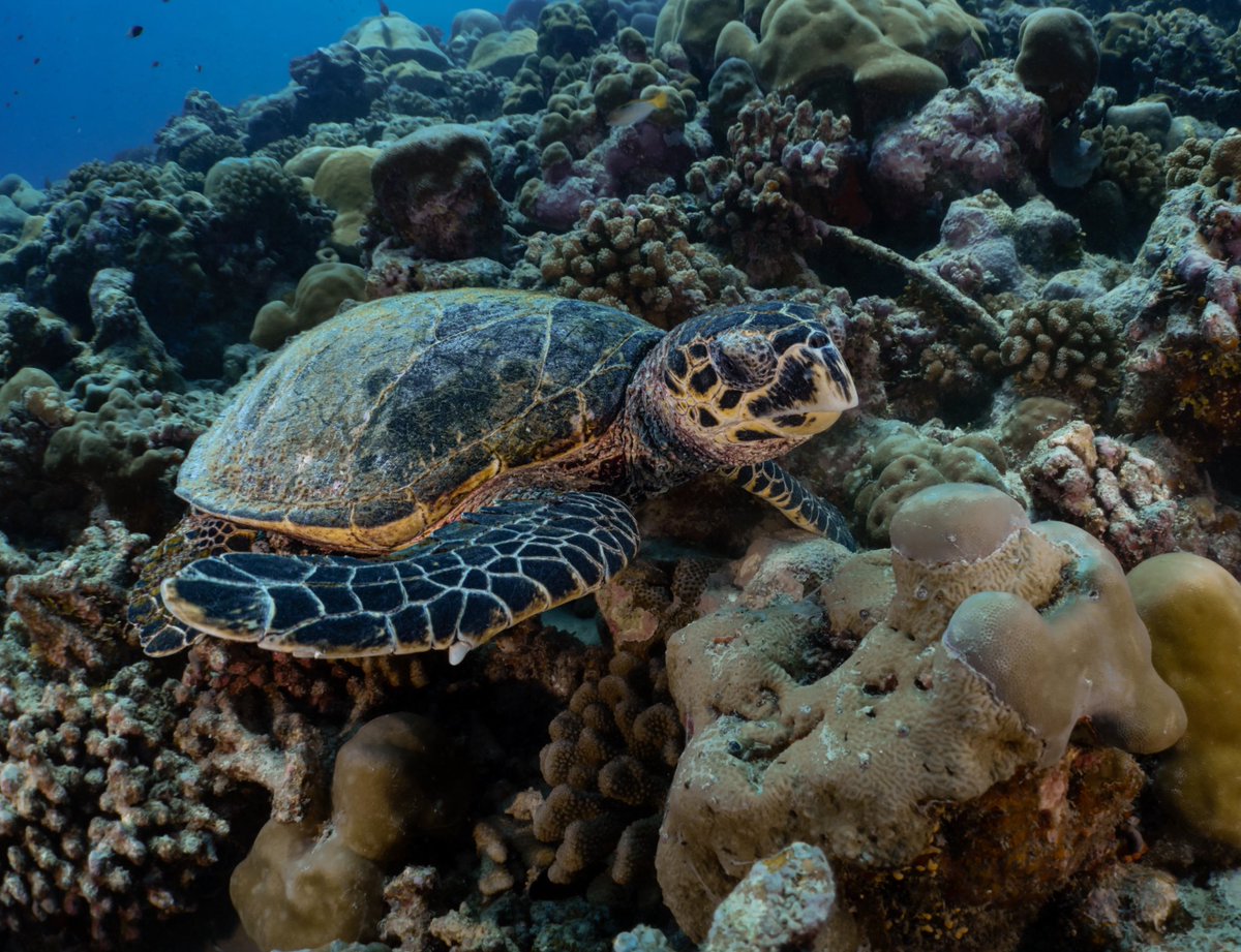 _DiveTheWorld_'s tweet photo. A curious hawksbill sea turtle cruising the reef of Fuvahmulah—unbothered, majestic, and right at home among the corals.
These endangered beauties are true reef guardians, gliding silently through the underwater city.
#Fuvahmulah
#HawksbillTurtle https://t.co/oDe97edcJi