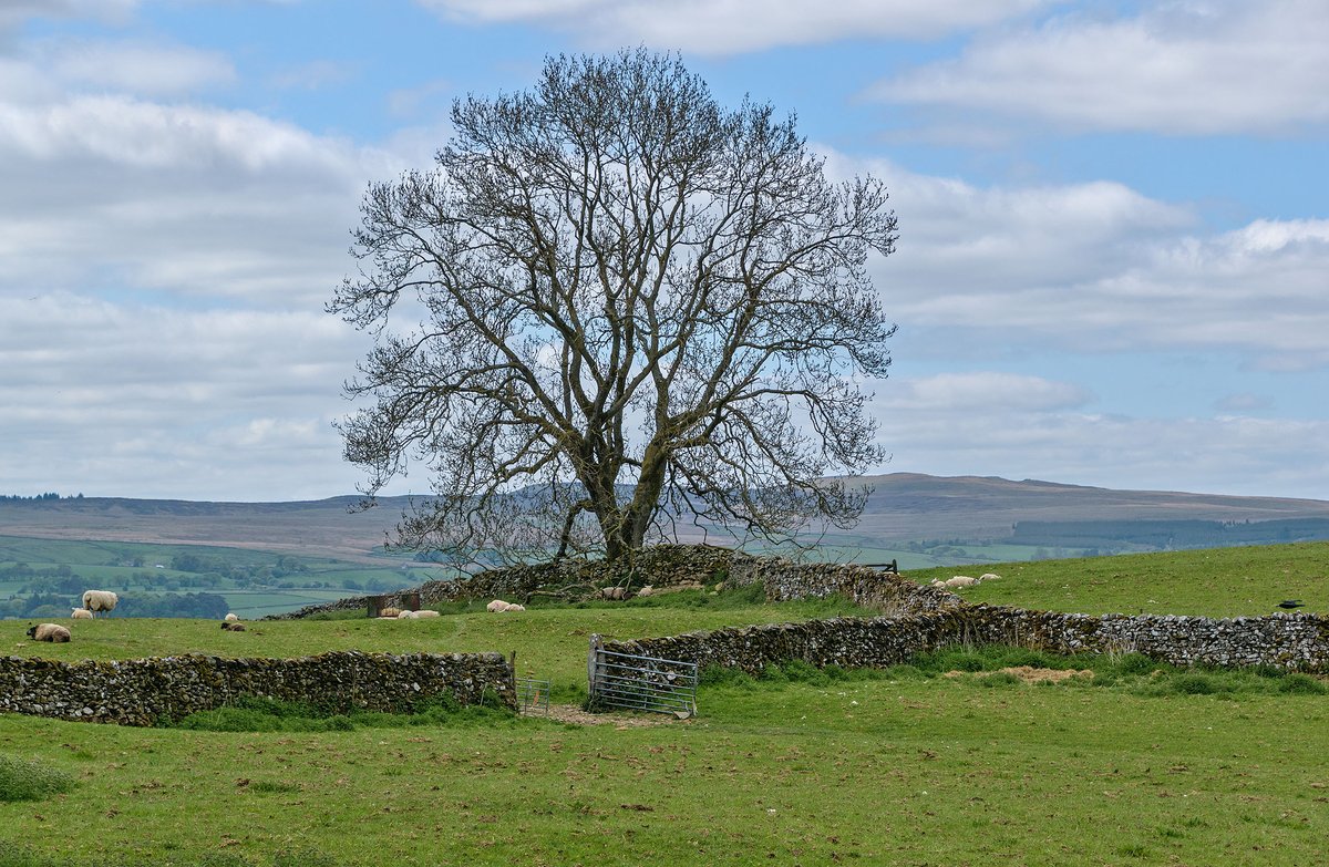 YorkshireLass tweet media