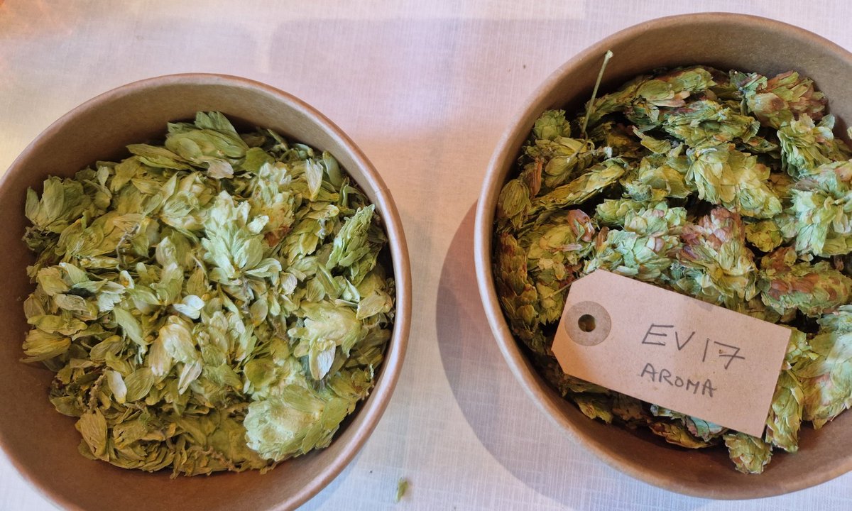 DealHopFarm (@dealhopfarm) on Twitter photo Some great sessions (and tastings of beers using the next generation of hops) at #brithop at <a href="/UniKent/">University of Kent</a> ... some very interesting science on hops & climate change, cancer and science of beertasting.
A great range local brewers there ...
#hops Some great sessions (and tastings of beers using the next generation of hops) at #brithop at <a href="/UniKent/">University of Kent</a> ... some very interesting science on hops & climate change, cancer and science of beertasting.
A great range local brewers there ...
#hops
